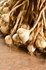 Bunch garlic on a wooden floor