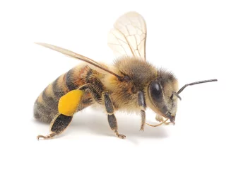 Papier Peint photo Lavable Abeille abeille