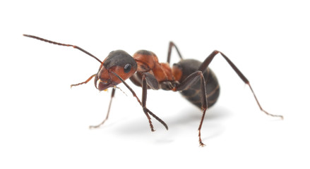 Fototapeta Isolated Red Ant obraz