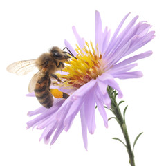 Honigbiene und blaue Blume