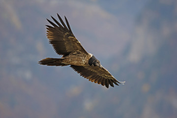Lammergeier or lammergeyer or bearded vulture,