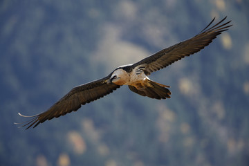 Lammergeier or lammergeyer or bearded vulture,