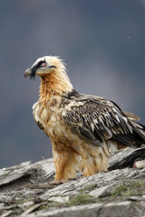 Lammergeier or lammergeyer or bearded vulture,