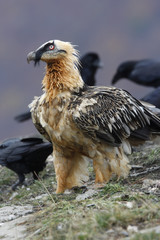 Lammergeier or lammergeyer or bearded vulture,