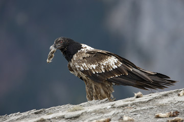 Lammergeier or lammergeyer or bearded vulture,
