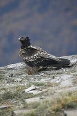 Lammergeier or lammergeyer or bearded vulture,