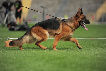 Running shepherd dog in stadium
