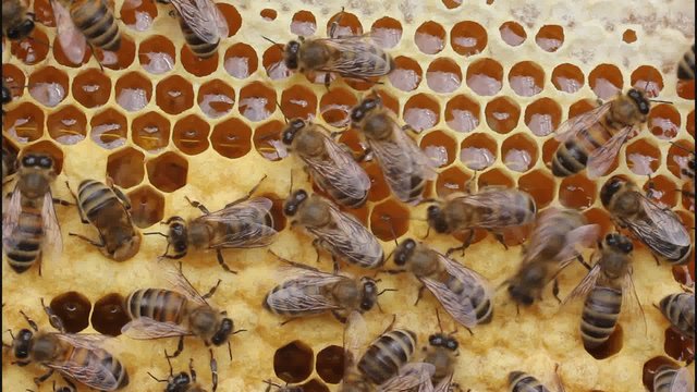 Work bees in hive