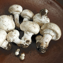 Mushrooms