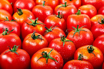 Fresh red tomato in the drops of water as a backdrop.