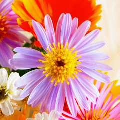 Fototapeta premium Dahlia