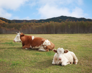 Cow and the young bull lying in a meadow