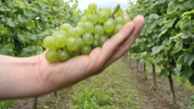 Hand holding white vine grapes