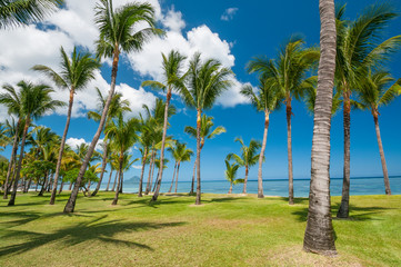 Fototapeta na wymiar Tropical beach with palms