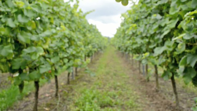 holding vine grapes at a vineyard
