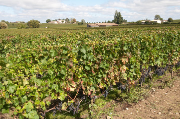 Fototapeta na wymiar Winnica w Saint-Emilion, Francja