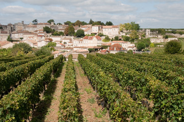 Fototapeta na wymiar Winnica w Saint-Emilion, Francja