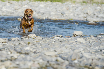 Puppy dog cocker spaniel