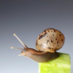 Snail
