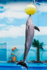Papier Peint photo Lavable Dauphin dolphin playing with ball in water park, performance, show