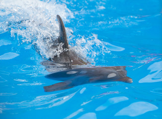 Fototapeta premium dolphin playing in water park, performance, show