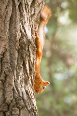 Obraz premium red squirrel portrait on natural background