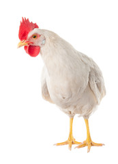 A hen is a laying hen of white color. With a large comb.