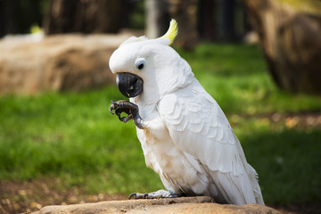 Umbrella Crested Cockatoo Perched on a Rock