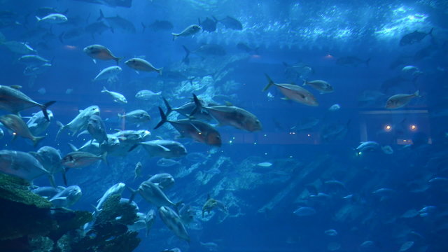 Ray and fishes in the aquarium of Dubai Mall, Dubai, UAE