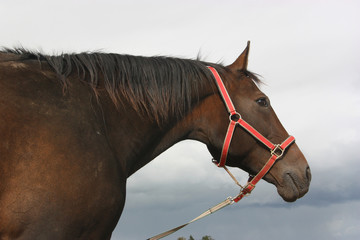 Horse torso © Mindaugas Gelunas
