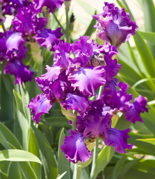Violet irises