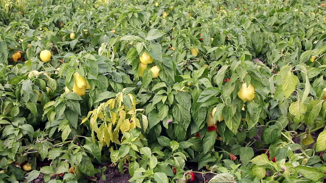 Field of Peppers
