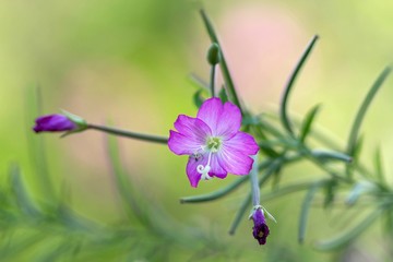 Fototapeta premium Winzige Veränderliche Krabbenspinne auf Zottigem Weidenröschen