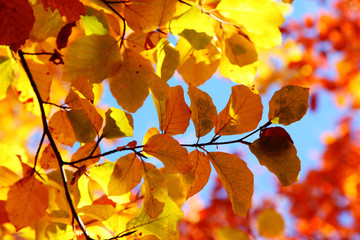 leaves