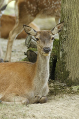BICHE