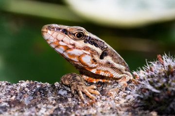 Lézard
