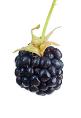 Blackberry