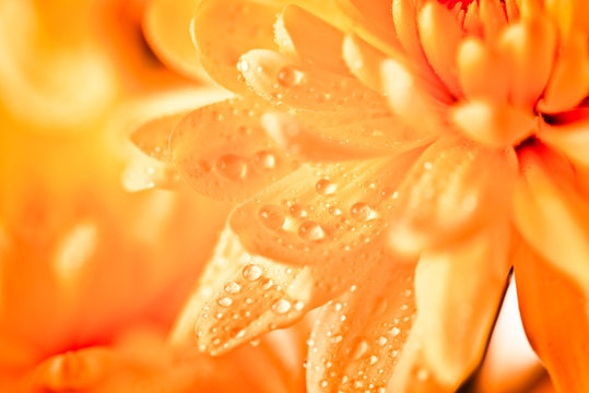 Fototapeta Close up of yellow flower aster, daisy