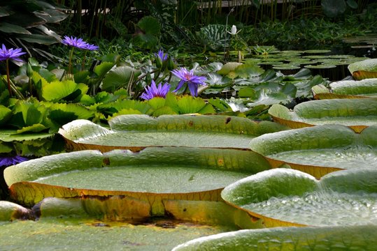 Fototapeta Water lilies