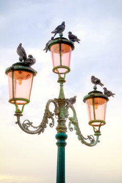 Pigeons on an old lamp. HDR