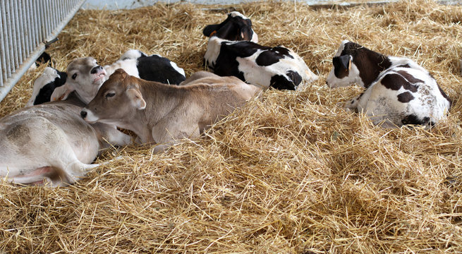 calf in the straw in the stable