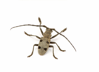 Gray tailor bug isolated on white background
