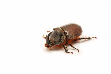 Rhinoceros beetle isolated on white