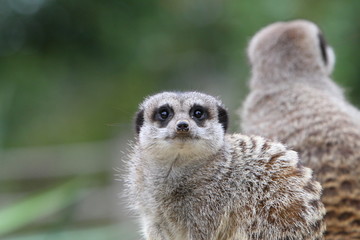 Meerkat