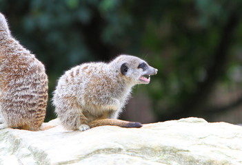 Meerkat