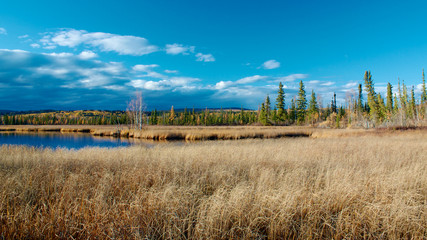 Lake near Fairbanks with dry high yellow grass in autumn