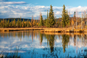 Lake near Fairbanks with dry yellow grass reflecting in water - obrazy, fototapety, plakaty
