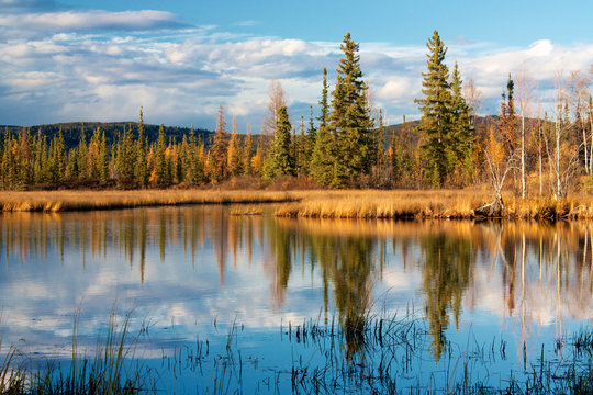 Lake near Fairbanks with dry yellow grass reflecting in water