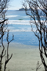 View of beach framed by trees