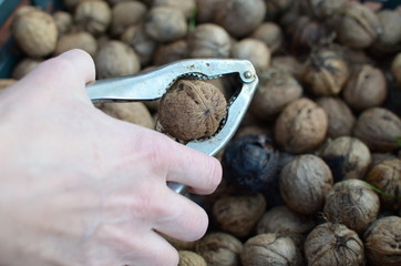 Cracking walnuts in garden